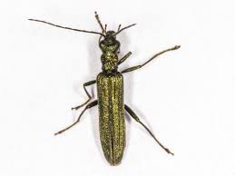 Attēlu rezultāti vaicājumam “Oedemera sp.”