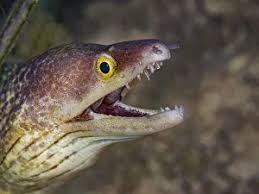 Image result for Gymnothorax vicinus