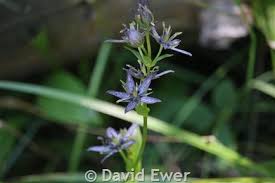Attēlu rezultāti vaicājumam “Swertia perennis flower”