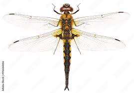 Attēlu rezultāti vaicājumam “Cordulidae”