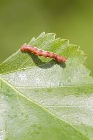 Attēlu rezultāti vaicājumam “Erannis defoliaria larva”