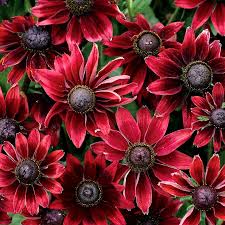 Image result for Rudbeckia