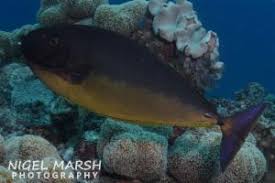 Image result for Naso hexacanthus