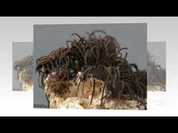 Attēlu rezultāti vaicājumam “Symphytocarpus impexus”