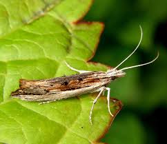 Attēlu rezultāti vaicājumam “Ypsolopha asperella”