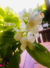Attēlu rezultāti vaicājumam “Philadelphus coronarius flower”