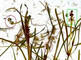 Attēlu rezultāti vaicājumam “Stuckenia pectinata”