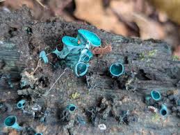 Attēlu rezultāti vaicājumam “Chlorociboria aeruginascens”