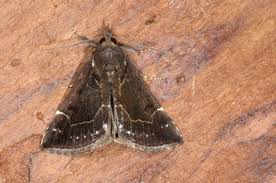 Attēlu rezultāti vaicājumam “Hypena crassalis”