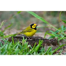 Image result for Wilsonia citrina