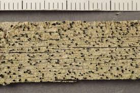 Attēlu rezultāti vaicājumam “Cliostomum corrugatum”