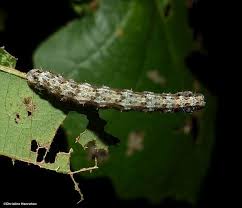 Attēlu rezultāti vaicājumam “Geocrypta galii larva”