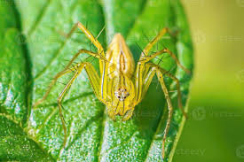 Attēlu rezultāti vaicājumam “Salticus sp.”