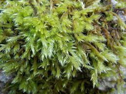 Attēlu rezultāti vaicājumam “Homalothecium sericeum”