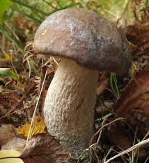 Attēlu rezultāti vaicājumam “Leccinum”