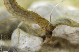 Attēlu rezultāti vaicājumam “Dytiscus sp. larva”