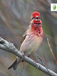 Attēlu rezultāti vaicājumam “Carpodacus erythrinus”