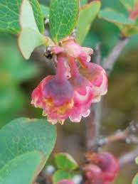 Attēlu rezultāti vaicājumam “Vaccinium uliginosum bud”