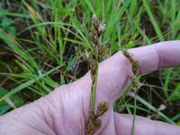 Attēlu rezultāti vaicājumam “Carex leporina”