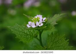 Attēlu rezultāti vaicājumam “Alliaria petiolata flower”
