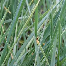 Attēlu rezultāti vaicājumam “Leymus arenarius”