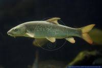 Image result for Barbus barbus