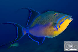 Image result for Balistes vetula