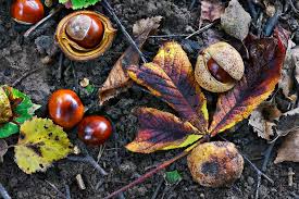 Attēlu rezultāti vaicājumam “Aesculus hippocastanum fruit”
