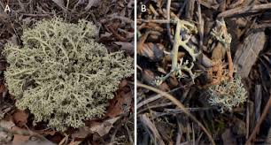 Attēlu rezultāti vaicājumam “Cladonia norvegica”