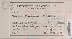 Attēlu rezultāti vaicājumam “Serpoleskea confervoides”