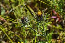 Attēlu rezultāti vaicājumam “Carlina biebersteinii leaf”