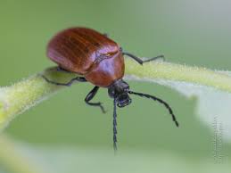 Attēlu rezultāti vaicājumam “Pseudocistela ceramboides”