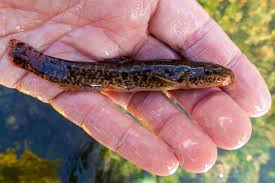 Attēlu rezultāti vaicājumam “Barbatula barbatula”