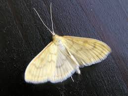 Attēlu rezultāti vaicājumam “Paratalanta hyalinalis”