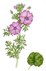 Attēlu rezultāti vaicājumam “Malva moschata leaf”