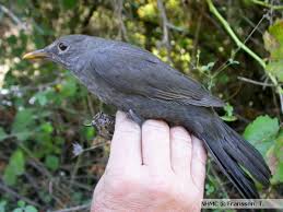 Attēlu rezultāti vaicājumam “Turdus viscivorus juvenile”