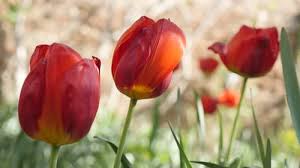 Attēlu rezultāti vaicājumam “Tulipa gesneriana flower”