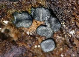 Attēlu rezultāti vaicājumam “Diderma radiatum spores”