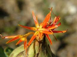 Image result for Carthamus tinctorius