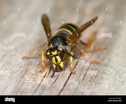 Attēlu rezultāti vaicājumam “Dolichovespula media”