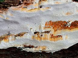 Attēlu rezultāti vaicājumam “Perenniporia medulla-panis”