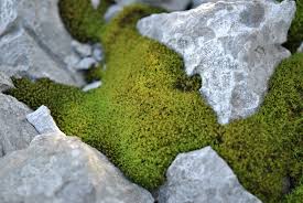 Attēlu rezultāti vaicājumam “Bryum”