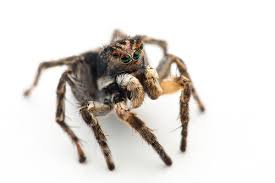 Attēlu rezultāti vaicājumam “Aelurillus v-insignitus”