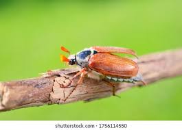 Attēlu rezultāti vaicājumam “Melolontha melolontha imago”