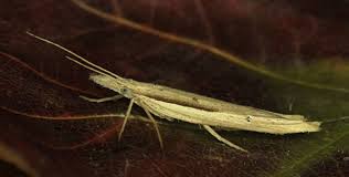 Attēlu rezultāti vaicājumam “Ypsolophidae”