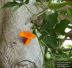 Attēlu rezultāti vaicājumam “Carlina biebersteinii fruit”