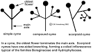 Inflorescence Terminology (Part 1)
