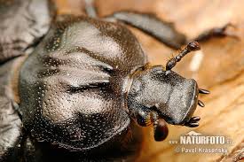 Attēlu rezultāti vaicājumam “Osmoderma barnabita imago”