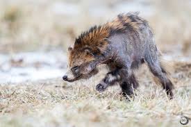 Attēlu rezultāti vaicājumam “Nyctereutes procyonoides”