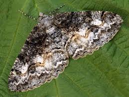 Attēlu rezultāti vaicājumam “Alcis repandata”